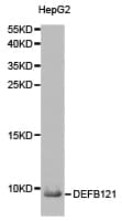 DEFB121 Antibody