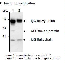 Monoclonal Mouse anti-Mouse GFP Antibody (clone 1E4, IHC, WB)