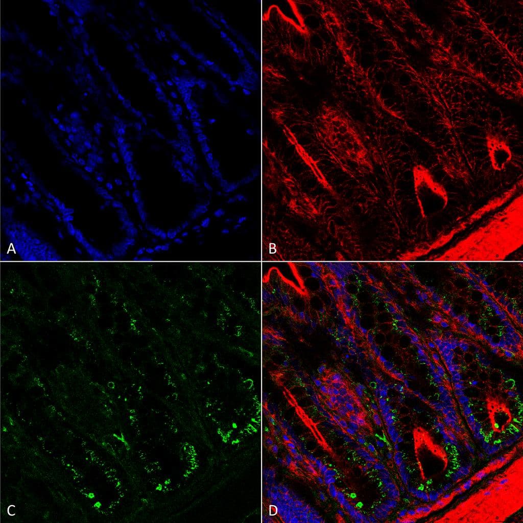 O-GalNAC Antibody (clone 9B9, APC)
