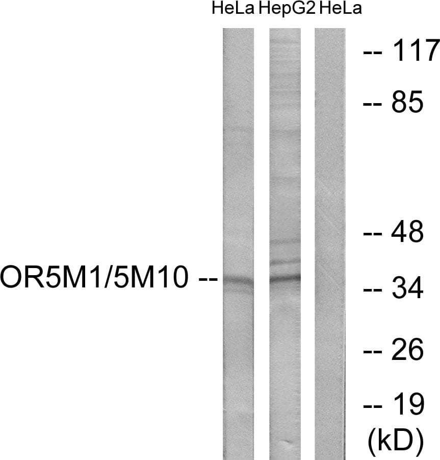 OR5M1+10 Antibody