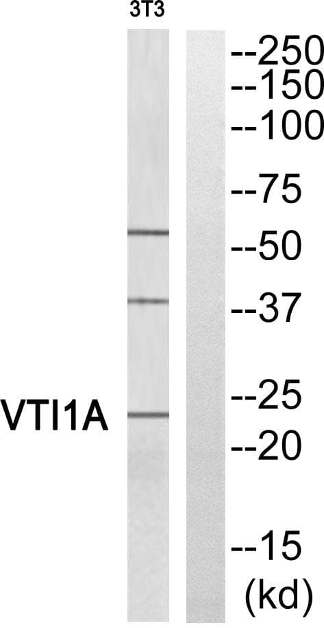 Polyclonal Rabbit anti-Human VTI1A Antibody (WB)