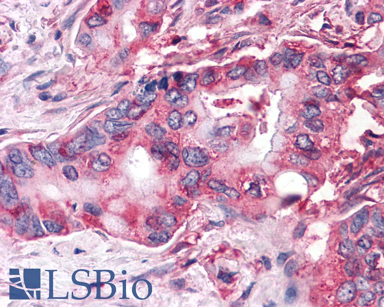 PathPlus™ FZD9 / Frizzled 9 Antibody (N-Terminus)