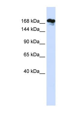 RSF1 / RSF-1 Antibody (aa1116-1165)