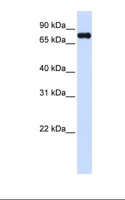 ZFYVE1 / DFCP1 Antibody (aa650-699)