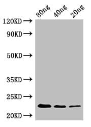 OPRT Antibody