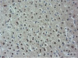 NT5DC1 Antibody (clone OTI1E11, Carrier-free)