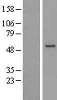 RBM23 Protein (Over-Expression Lysate Myc-DDK (Flag))