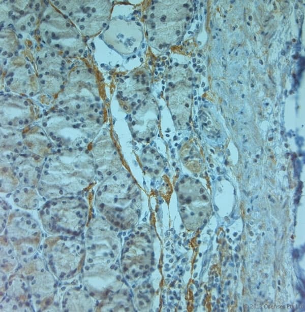 TJP2 / ZO2 / ZO-2 Antibody (aa740-790)