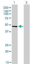 CREB3 / LZIP Antibody (clone 3H5)