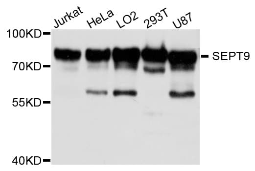 IHC-plus™ SEPT9 / Septin 9 Antibody