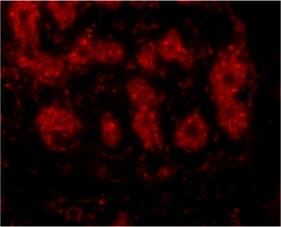 TRIM5 Antibody
