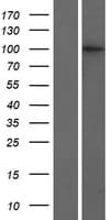 CRNKL1 Protein (Over-Expression Lysate Myc-DDK (Flag))