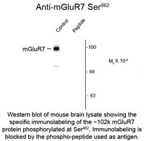 GRM7 / MGLUR7 Antibody (phospho-Ser862)