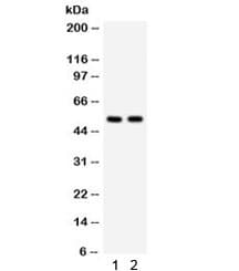 KIAA0652 / ATG13 Antibody