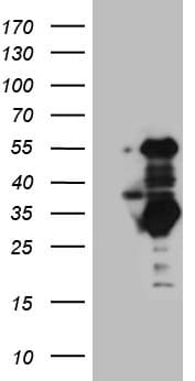 SLC2A4RG / GEF Antibody (aa1-259, clone OTI2A5)