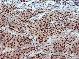 RAPGEF1 Antibody (clone OTI2C3, Carrier-free)
