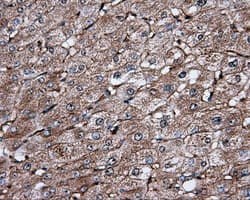 IFIT1 / ISG56 Antibody (clone OTI3G8)