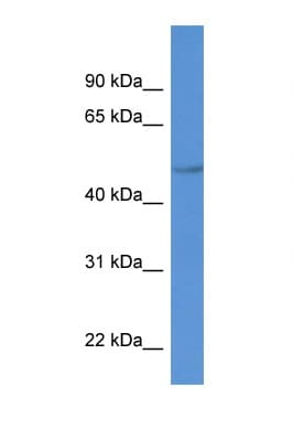 PLTP Antibody (C-Terminus)