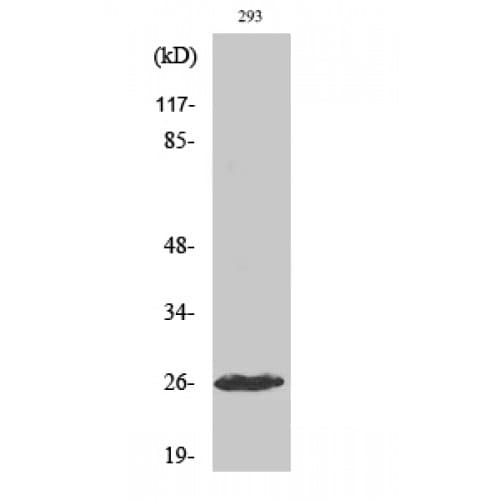 Complement C1R Antibody (420-500 aa, Internal)