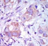MAP3K9 / MLK1 Antibody (aa1070-1104)