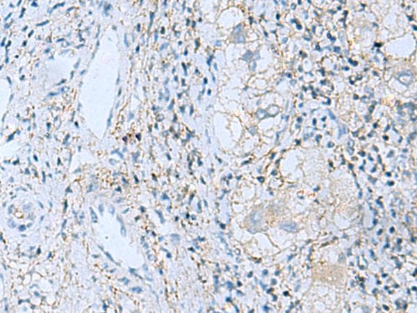 EMILIN1 / EMI Antibody