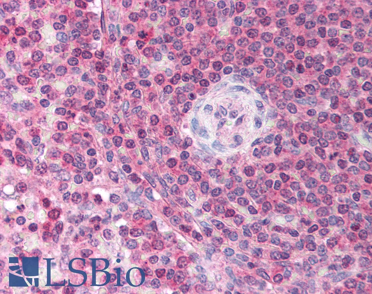 Polyclonal Rabbit anti-Human USP39 Antibody (N-Terminus, IHC, WB)