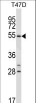 NR1D1 Antibody (aa191-219)