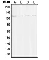 STRN / Striatin Antibody (C-Terminus)