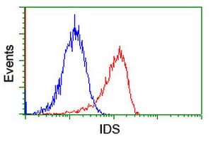 IDS / Iduronate 2 Sulfatase Antibody (clone OTI1D9)