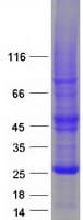 Human RHOF Protein (Recombinant Myc-DDK (Flag))