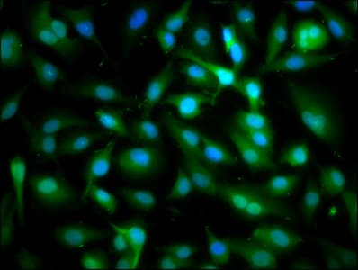 SPAG6 Antibody