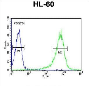 Polyclonal Rabbit anti-Human RGS1 Antibody (aa19-45, WB)