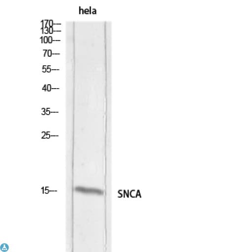 SNCA / Alpha-Synuclein Antibody