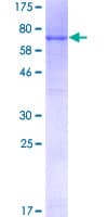Human GAPDHS / GAPDS Protein (Recombinant GST)