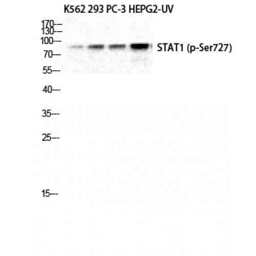 Polyclonal Rabbit anti-Human STAT1 Antibody (670-750 aa, IHC, WB)