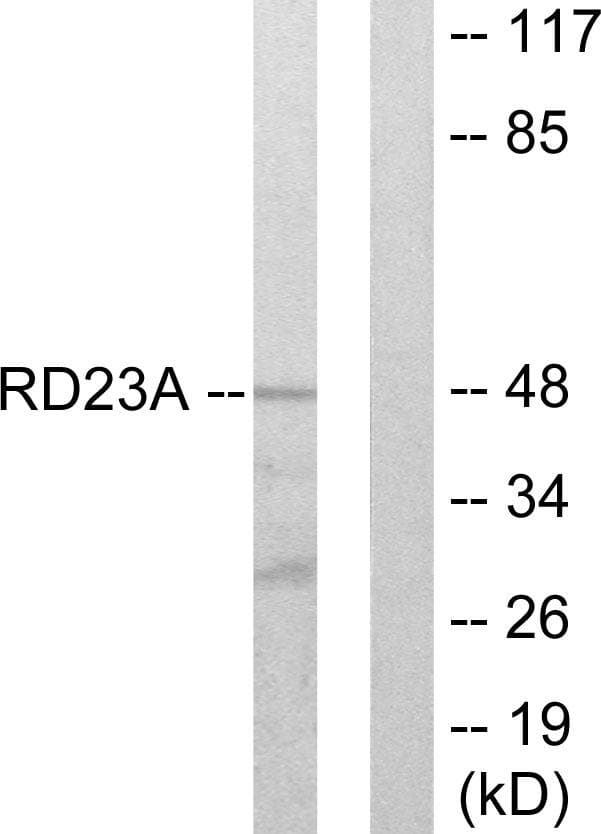 Polyclonal Rabbit anti-Human RAD23A / HHR23A Antibody (WB)