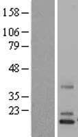 NDP Protein (Over-Expression Lysate Myc-DDK (Flag))