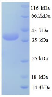 Human TEX12 Protein (Recombinant GST)