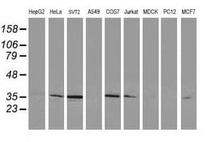 CDK2 Antibody (clone OTI4B4)
