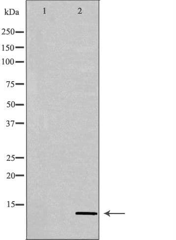 PATE3 Antibody
