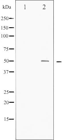 MYC / c-Myc Antibody