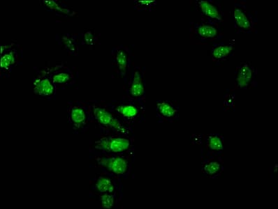 Polyclonal Rabbit anti-Human HIST1H4I Antibody (IF)