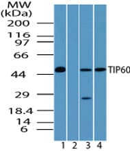 KAT5 / TIP60 Antibody (aa480-530)