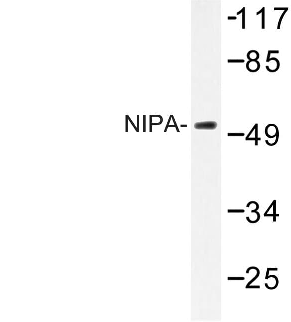 ZC3HC1 / NIPA Antibody (Ser350)