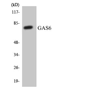 Polyclonal Rabbit anti-Human GAS6 Antibody (aa260-309, IHC, WB)