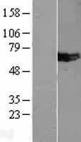 MUS81 Protein (Over-Expression Lysate Myc-DDK (Flag))