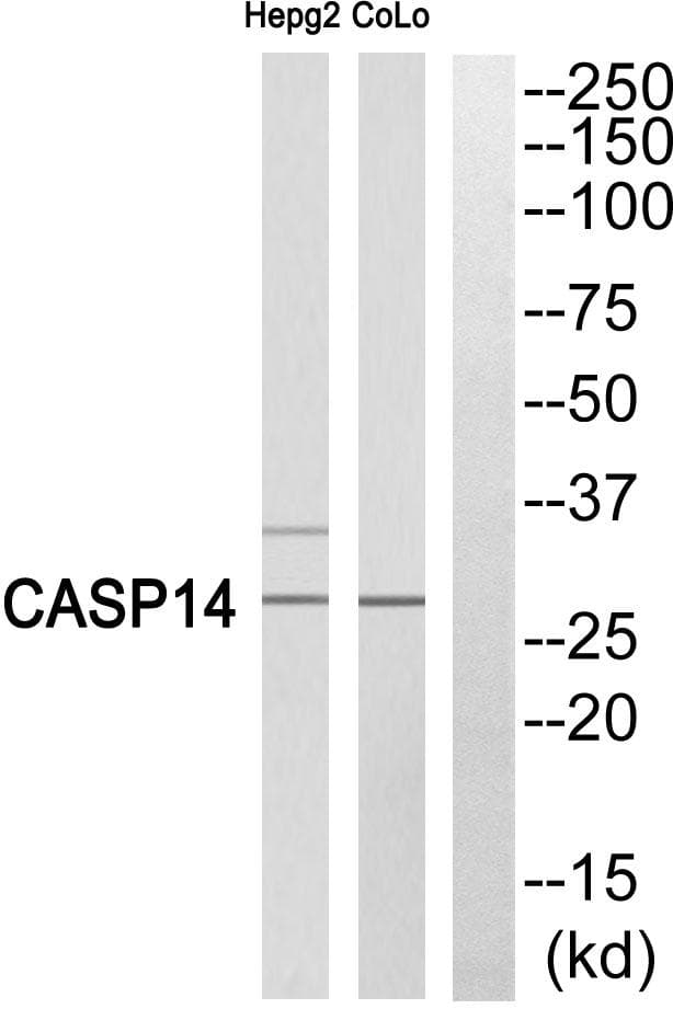 CASP14 / Caspase 14 Antibody (p10, Cleaved-Lys222)