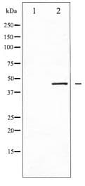 NCF1 / p47phox / p47 phox Antibody