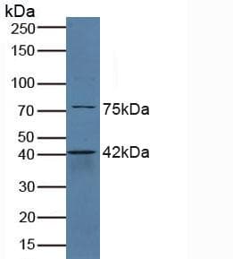 SERPINB6 / PI-6 Antibody (aa1-376)