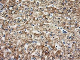 AK4 / Adenylate Kinase 4 Antibody (clone OTI5E7, Carrier-free)